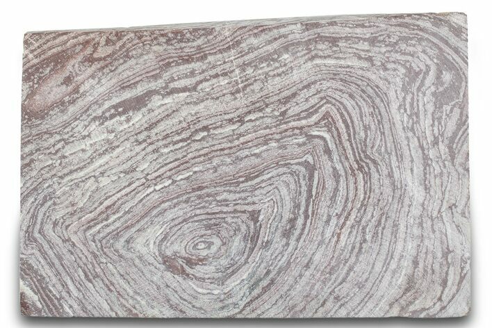 Polished, Neoproterozoic Stromatolite (Conophyton) - Morocco #276131